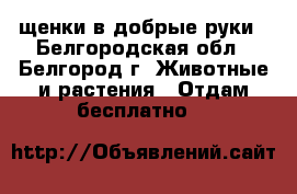 щенки в добрые руки - Белгородская обл., Белгород г. Животные и растения » Отдам бесплатно   